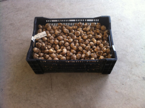 800 x 3cm export grade T1 tubers