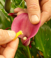 Remving the spadix