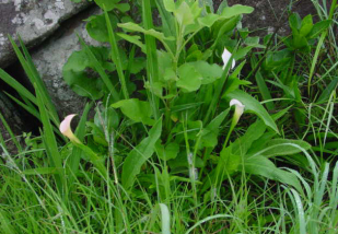 Zantedeschia in Swaziland