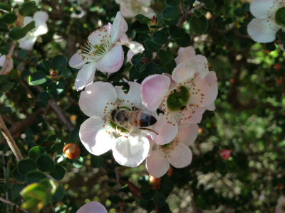 Honeybee collecting nectar on manuka flowers