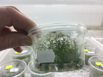 Vaccinium (Blueberry) Tissue Culture