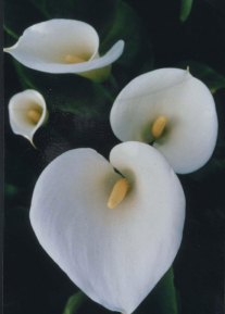 Aethiopica Childsiana