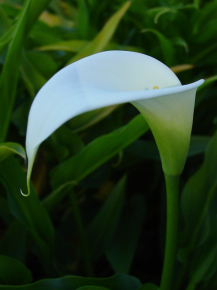 Aethiopica Elfin
