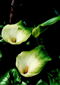 Aethiopica Green Goddess