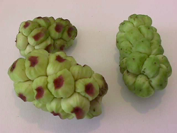 Zantedeschia Seed Pod