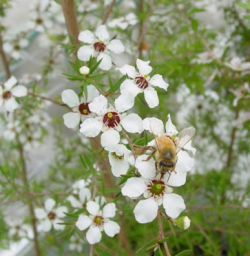 Honeybee collecting nectar on manuka flowers